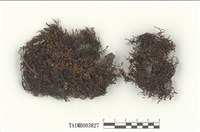 藏品(苔類 )的圖片